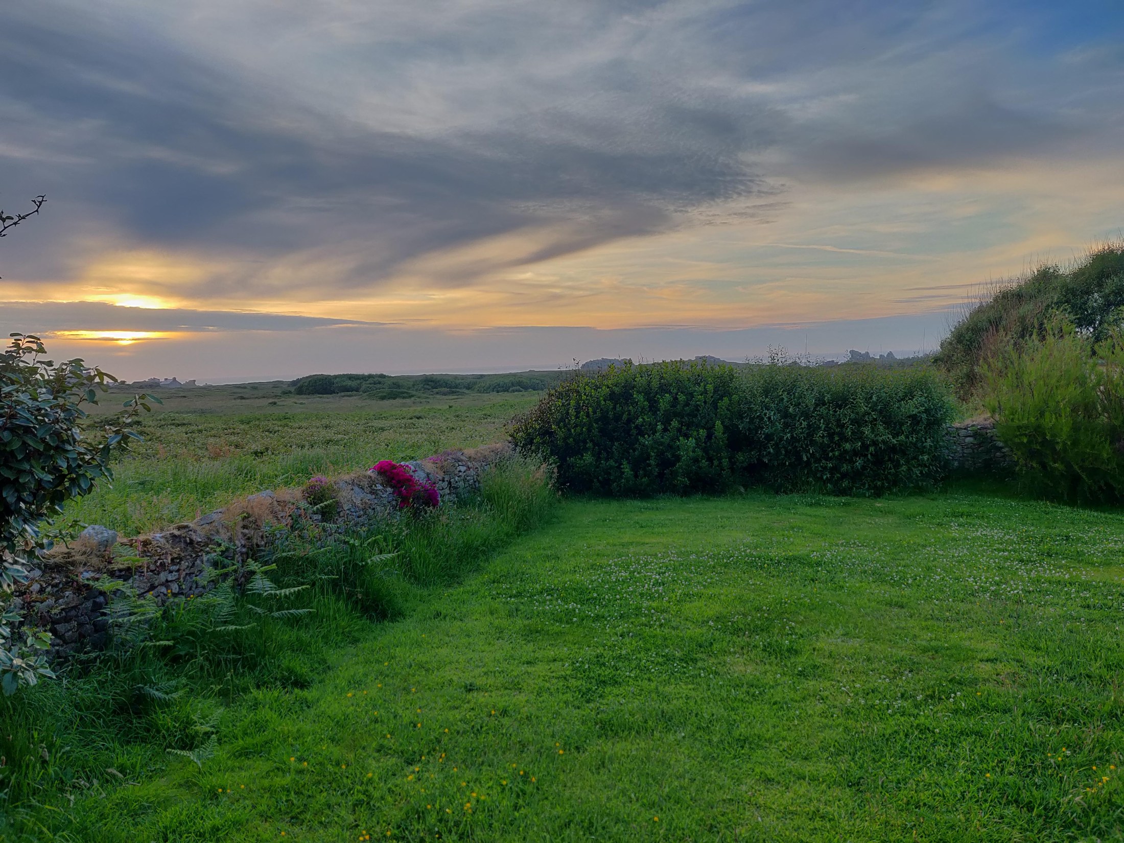 Mouton d'Ouessant