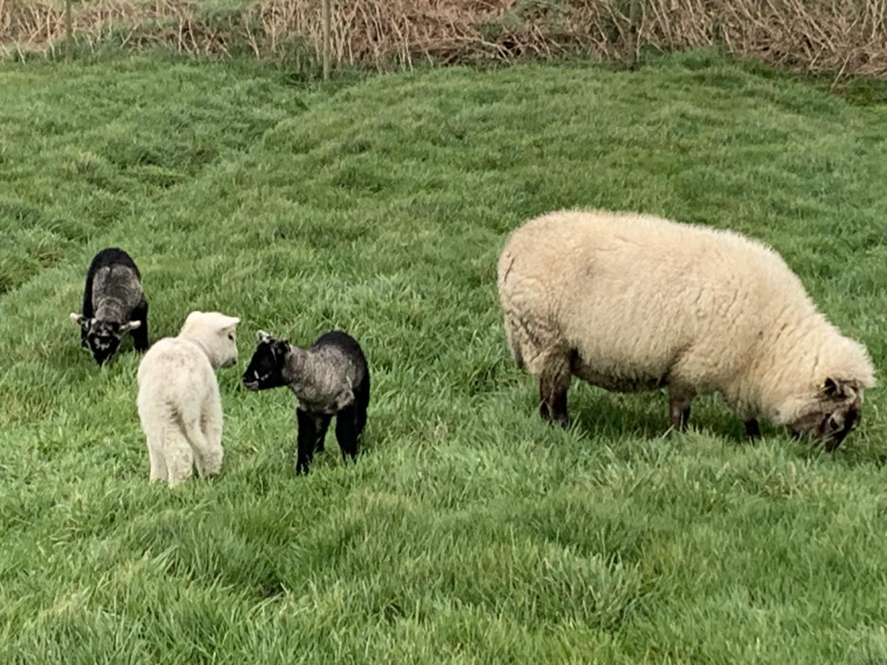 Moutons dans la lande d’Ouessant